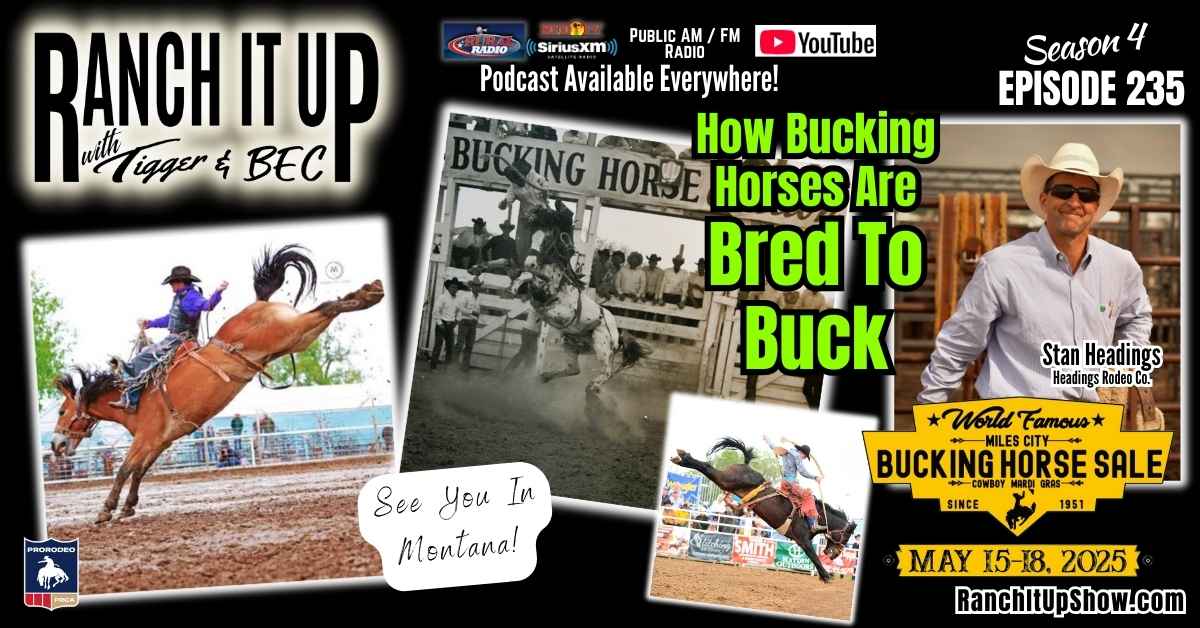 RIU S5 E235 Miles City Bucking Horse Sale . Montana. Cattle Industry News. Jeff Erhardt Tigger Rebecca Wanner BEC. Stan Headings Rodeo (1) How Bucking Horses Are Bred To Buck at Rodeos