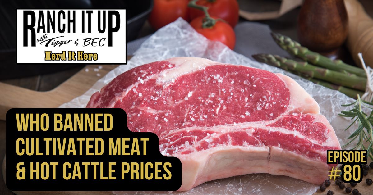 Ranch It Up Herd It Here Episode 80. Jeff Tigger Erhardt. Cultivated Meat Ban. Cattle Prices. Who Banned Cultivated Meat & Hot Cattle Prices