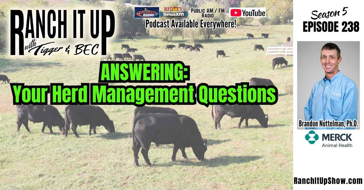Ranch It Up S5 E238 Cow Herd Managment. Ralgro Implants. Cattle Industry News. Jeff Erhardt Tigger Rebecca Wanner BEC. Brandon Nuttelman Merck Animal Health Why to implant calves