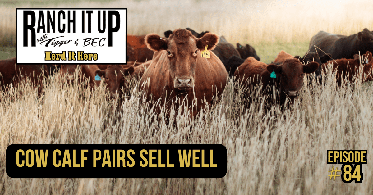 Ranch It Up Herd It Here Episode 84. Jeff Tigger Erhardt. Cow Calf Pairs Sell Well Ranch It Up Herd It Here Episode 84. Jeff Tigger Erhardt. Cow Calf Pairs Sell Well