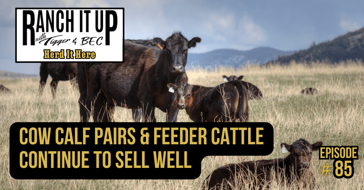 Ranch It Up Herd It Here Episode 85. Jeff Tigger Erhardt. Cow Calf Pairs & Feeder Cattle Continue to Sell Well Ranch It Up Herd It Here Episode 85. Jeff Tigger Erhardt. Cow Calf Pairs & Feeder Cattle Continue to Sell Well
