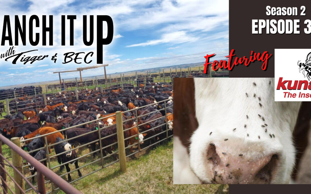 Fly Control, Feeder Calf Prices Are Hot, Cow Country News & Lots More