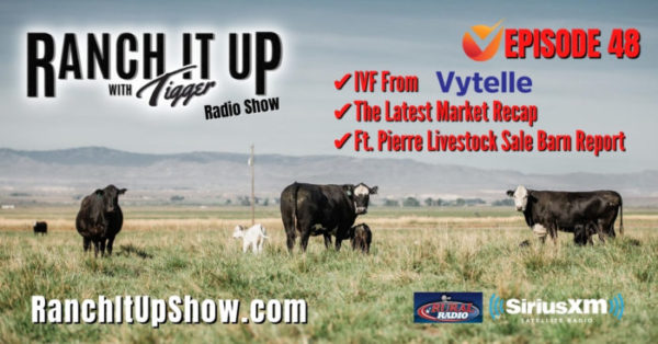 Design A Cow, Ft. Pierre Livestock Auction Report, & So Much More!