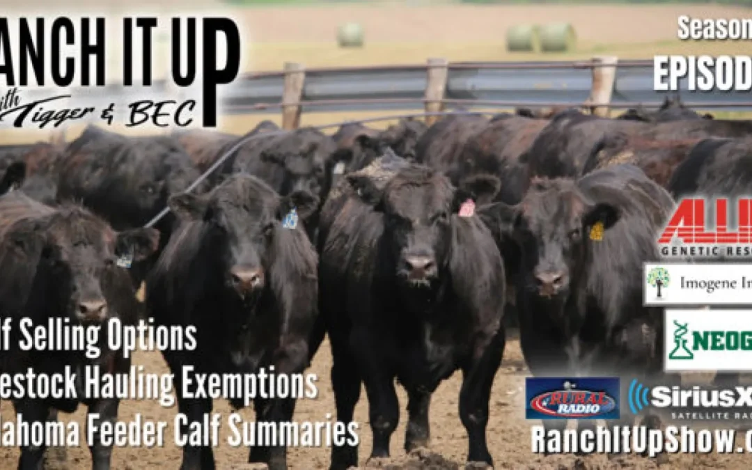 Calf Selling Options, Good News for Bull Haulers, Oklahoma Feeder Calves & So Much More!
