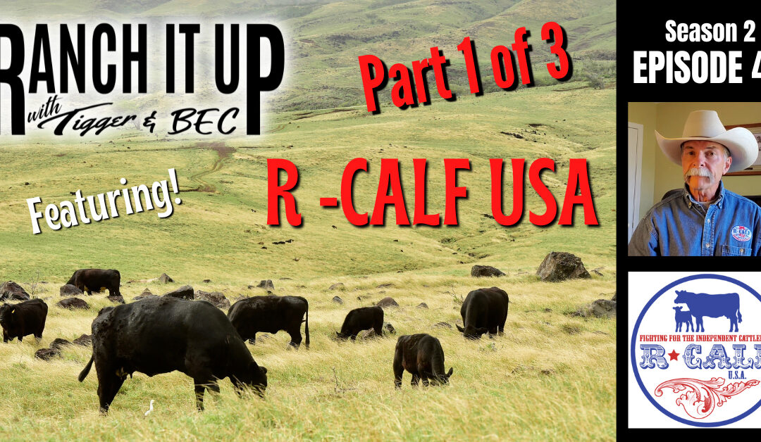 Part 1 of Our 3 Part Series, Featuring R-Calf USA!!