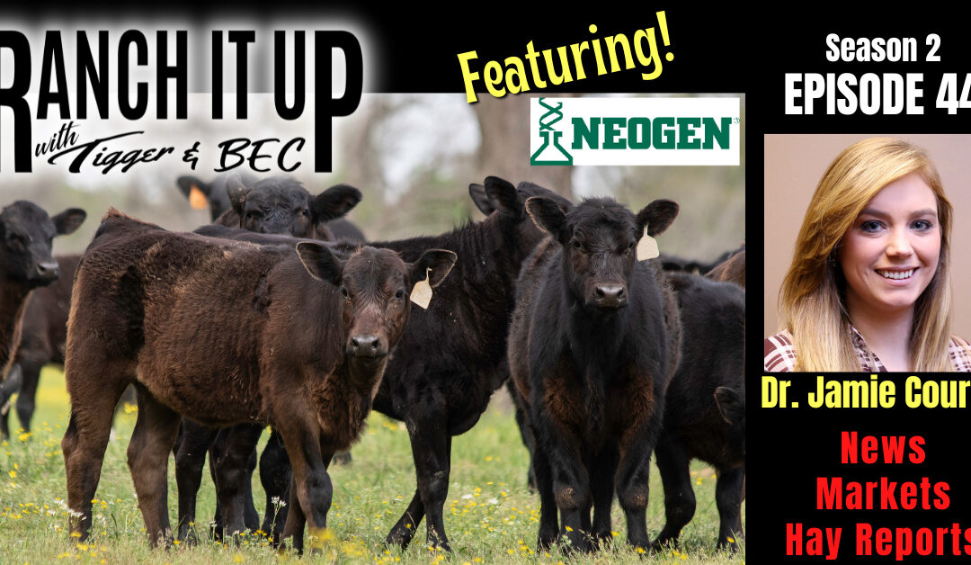 Igenity Beef, Hay Prices, Listener Questions, Markets & More!