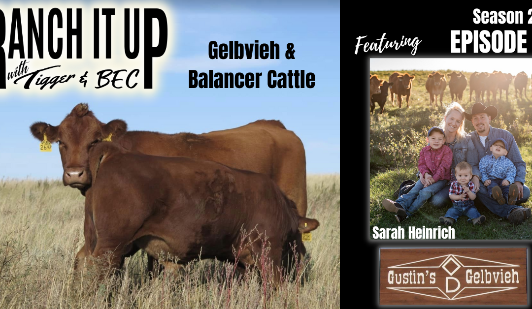 Gelbvieh Cattle Fit Their Program, Sale Barn Reports & More!!