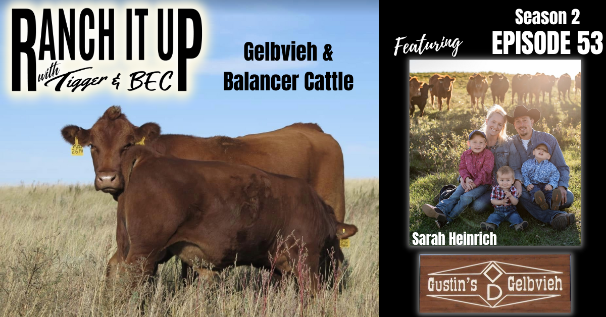 RIU S2 E53 Website & Radio Sarah Heinrich Gustin Diamond D Ranch Cattle Markets Livestock Cattle Prices Jeff Erhardt Tigger