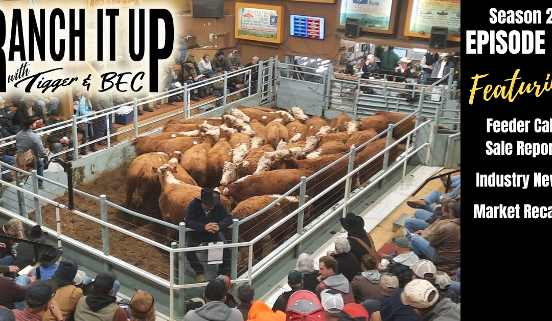 Feeder Calf Prices, Lots of Numbers, Sales, & More!!