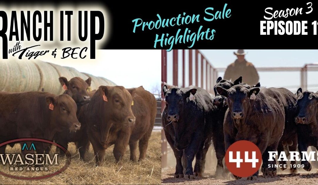 Bull Sale Season Is Here, Higher Cattle Prices & Lots More!!!