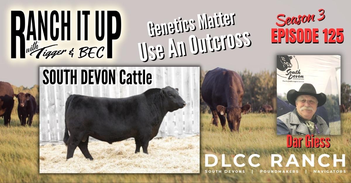 We’re Talking All Things South Devon Cattle with DLCC Ranch!