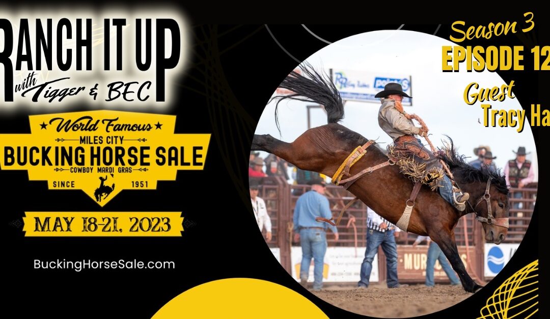 The World Famous Miles City Bucking Horse Sale, Questions Answered & More!!