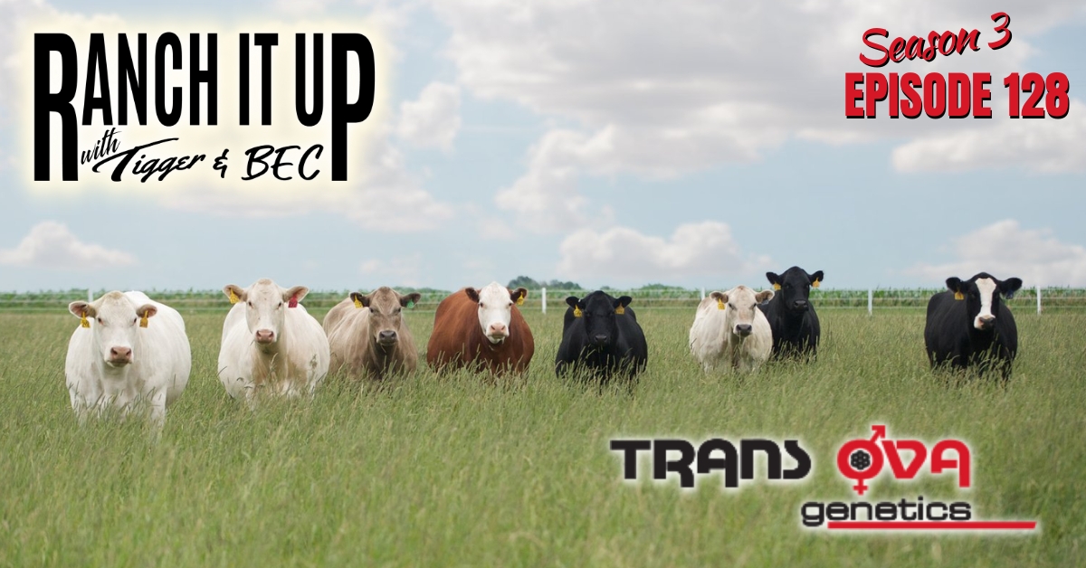 RIU S3 E128 Website & Radio Trans Ova Genetics Ranch Markets Livestock Cattle Prices Seedstock Jeff Erhardt Tigger Rebecca Wanner BEC