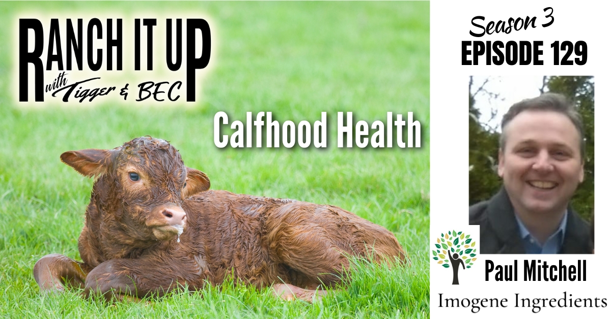 Calf Hood Health, Bucking Horses, Semen Sales, Genetic Selection and Lots More