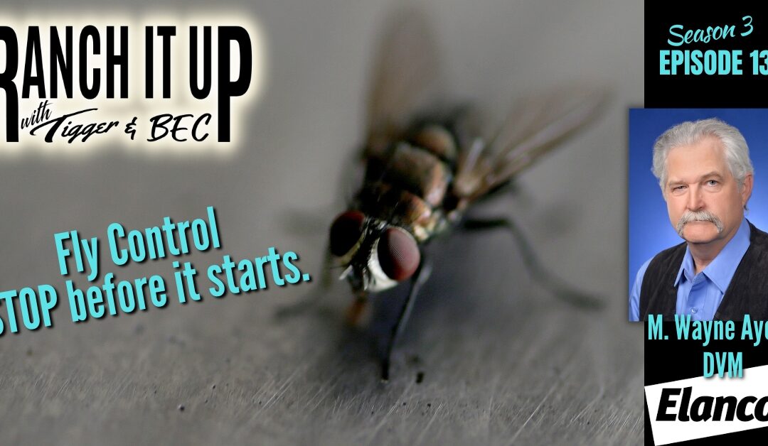 Fly Control – How To Stop Flies Now