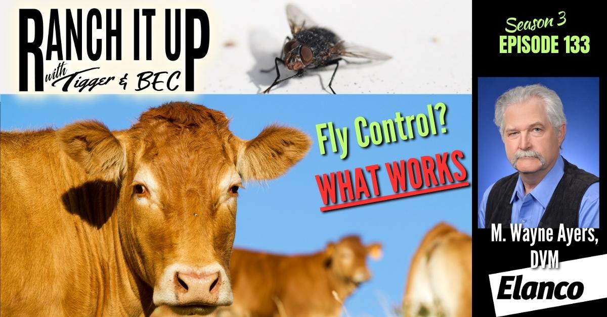 Got Flies?  Here Are Your Fly Control Solutions