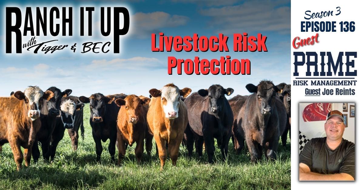 RIU S3 E136 Website & Radio Livestock Risk Protection Markets Livestock Cattle Prices Jeff Erhardt Tigger Rebecca Wanner BEC Joe Reints Prime Risk Management (3)