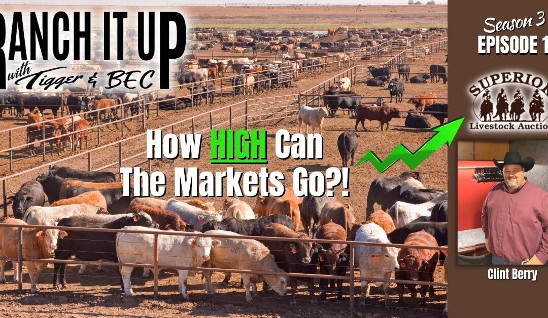 Hot Prices! How High Can The Cattle Market Go?