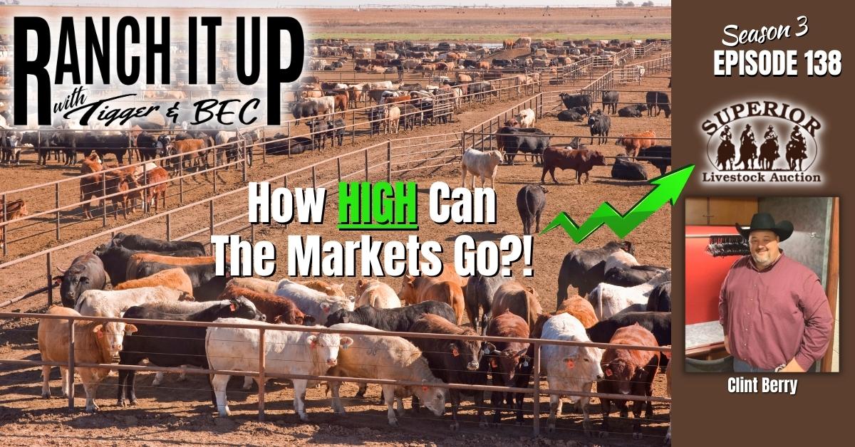 Hot Prices! How High Can The Cattle Market Go?