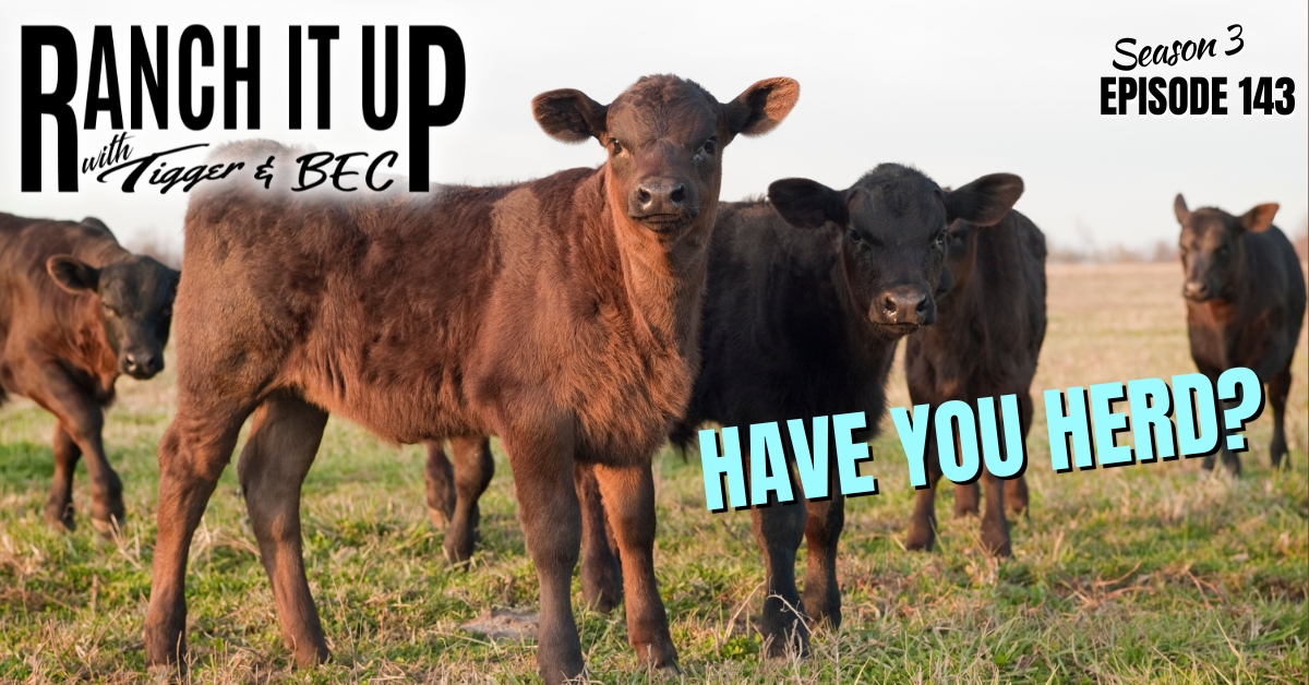WEBSITE RIU S3 E143 Cattle Markets Livestock Prices Jeff Erhardt Tigger Rebecca Wanner BEC Agriculture News