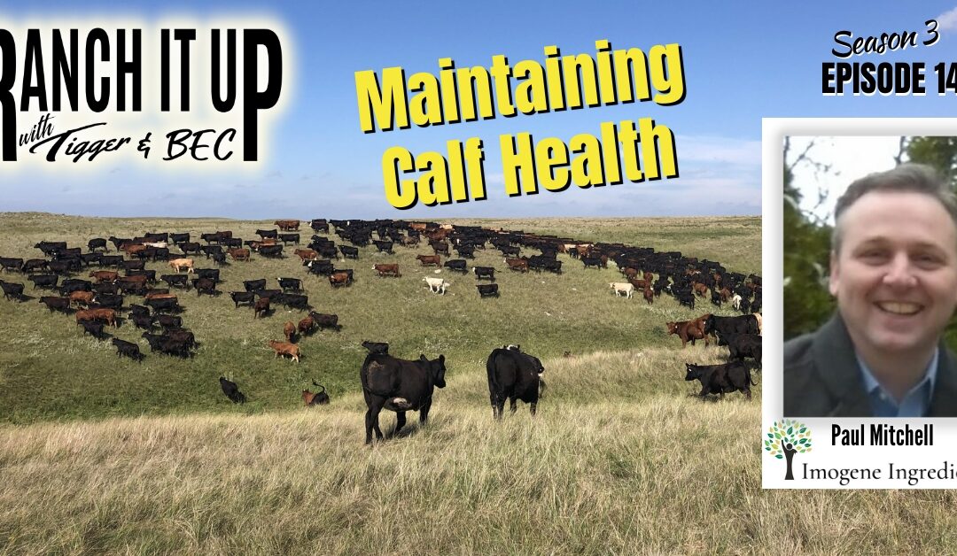 Are Your Calves Healthy & Can You Keep Them Healthy?