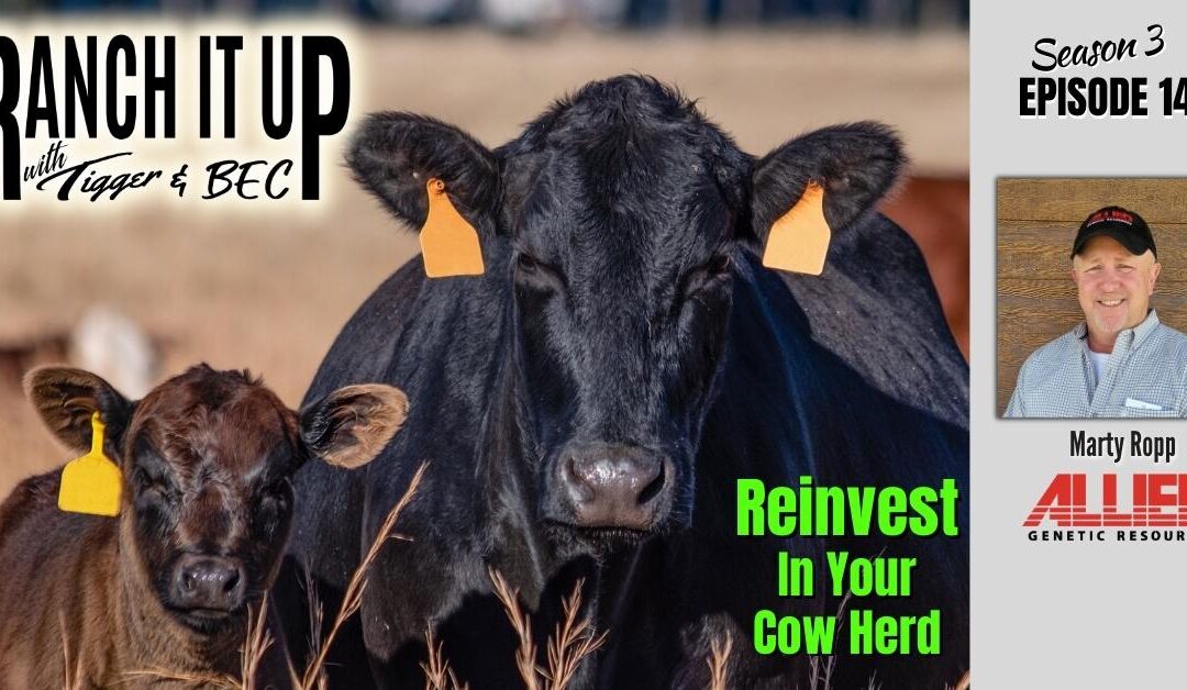 With High Calf Prices, Is Now A Time To Reinvest?