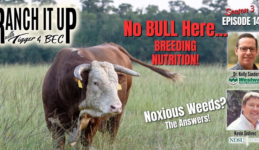 Here Is How To Manage Fall Weeds & Breeding Bull Nutrition