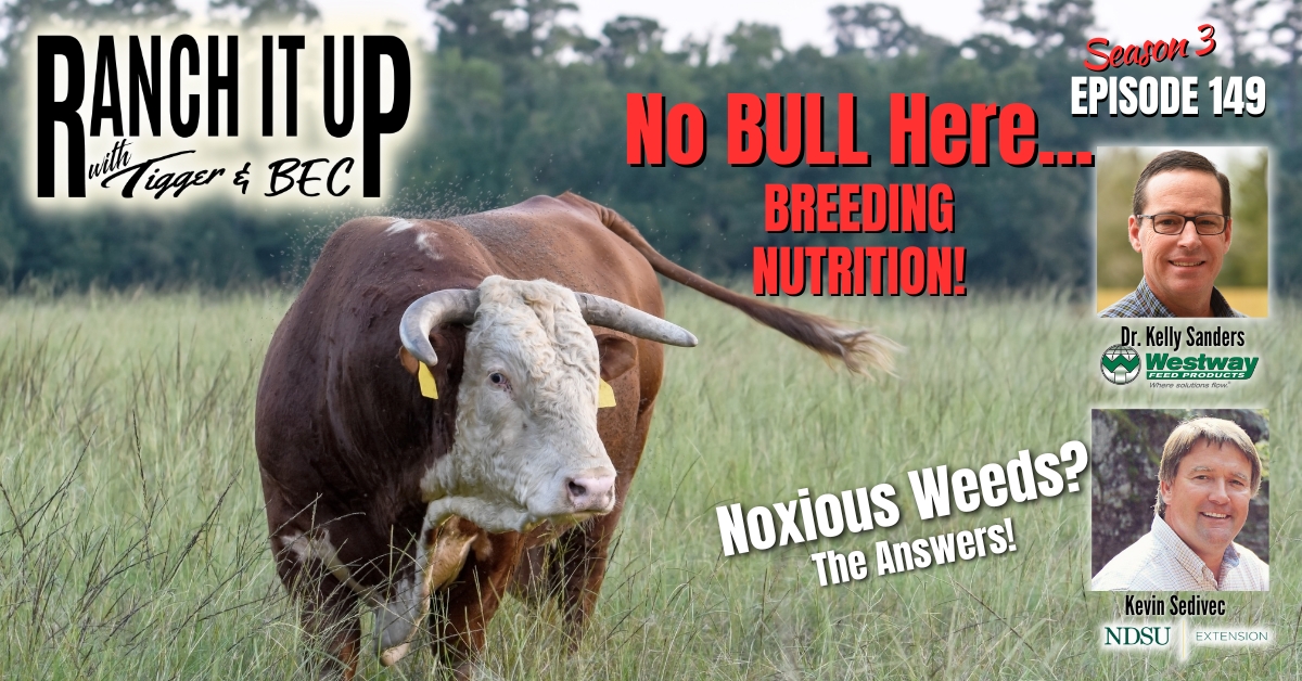 Here Is How To Manage Fall Weeds & Breeding Bull Nutrition