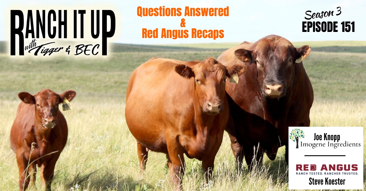 WEBSITE RIU S3 E151 Cattle Feed Jeff Erhardt Tigger Rebecca Wanner BEC Red Angus Steve Koester Imogene Ingredients Joe Knopp