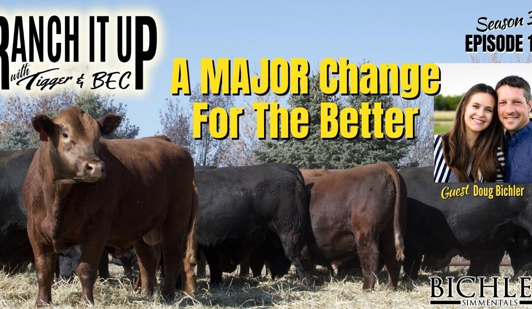 How To Raise Fall Yearling Bulls