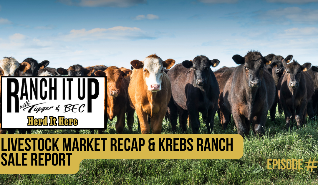 Livestock Market Recap & Krebs Ranch Sale Report