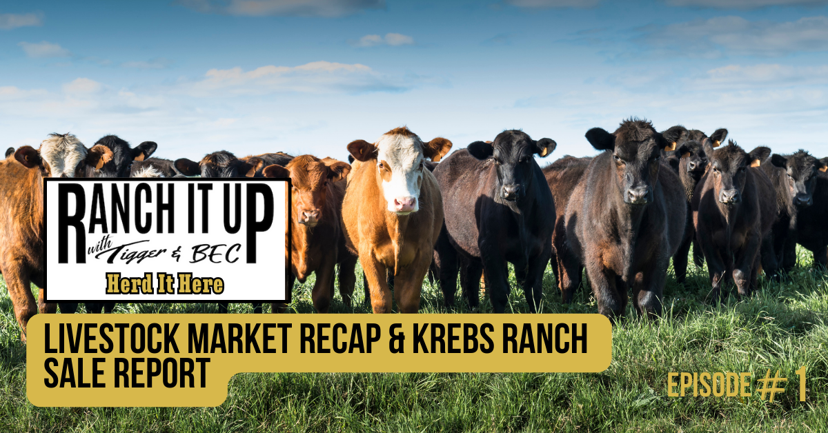 Livestock Market Recap & Krebs Ranch Sale Report