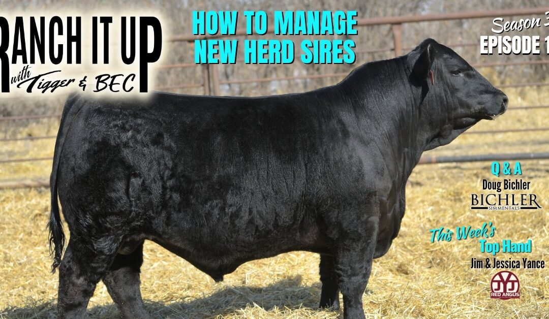 How To Manage Your New Herd Sire
