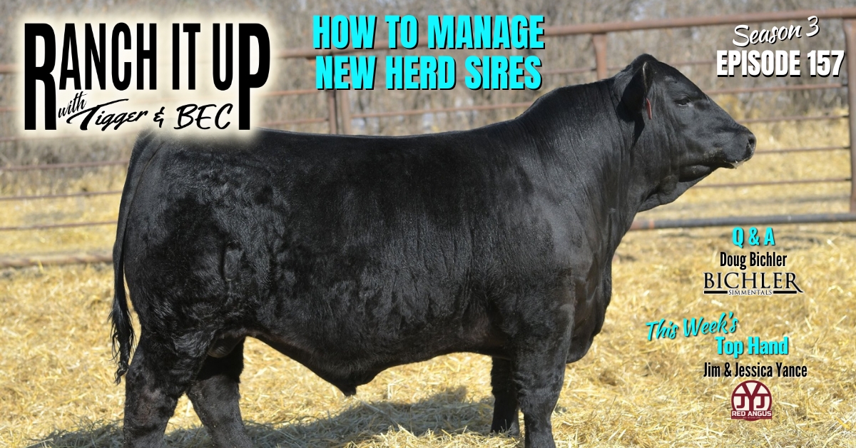How To Manage Your New Herd Sire