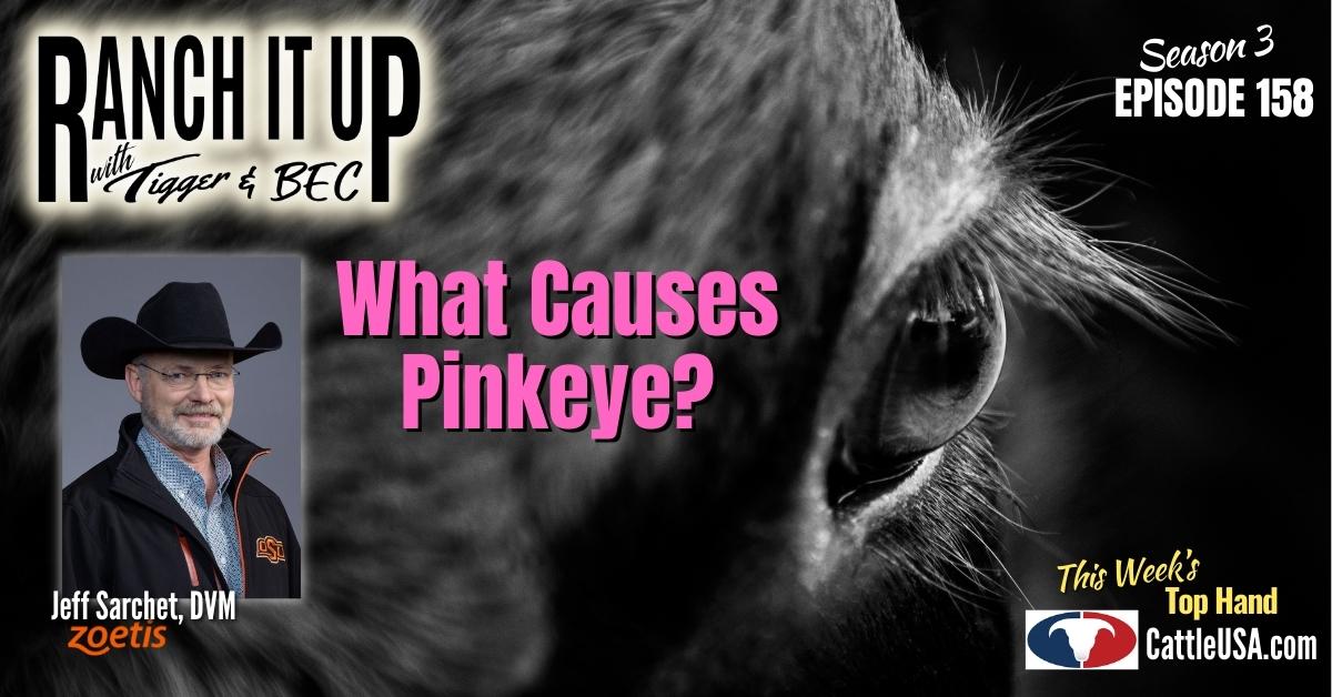 This Is What Causes Pinkeye In Cattle