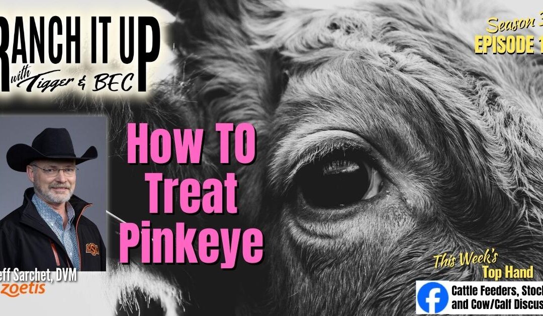 This Is How To Treat Pinkeye In Cattle
