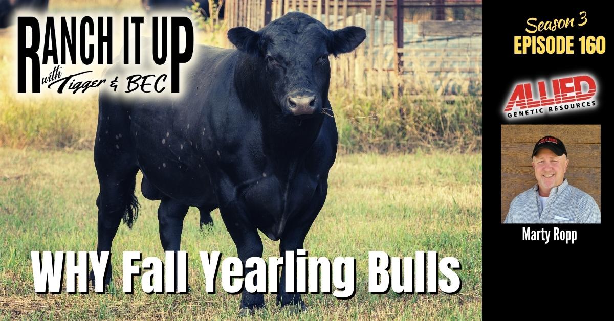 WEBSITE RIU S3 E160 buying fall bulls Cattle Market News Jeff Erhardt Tigger Rebecca Wanner BEC Marty Ropp allied genetic resources