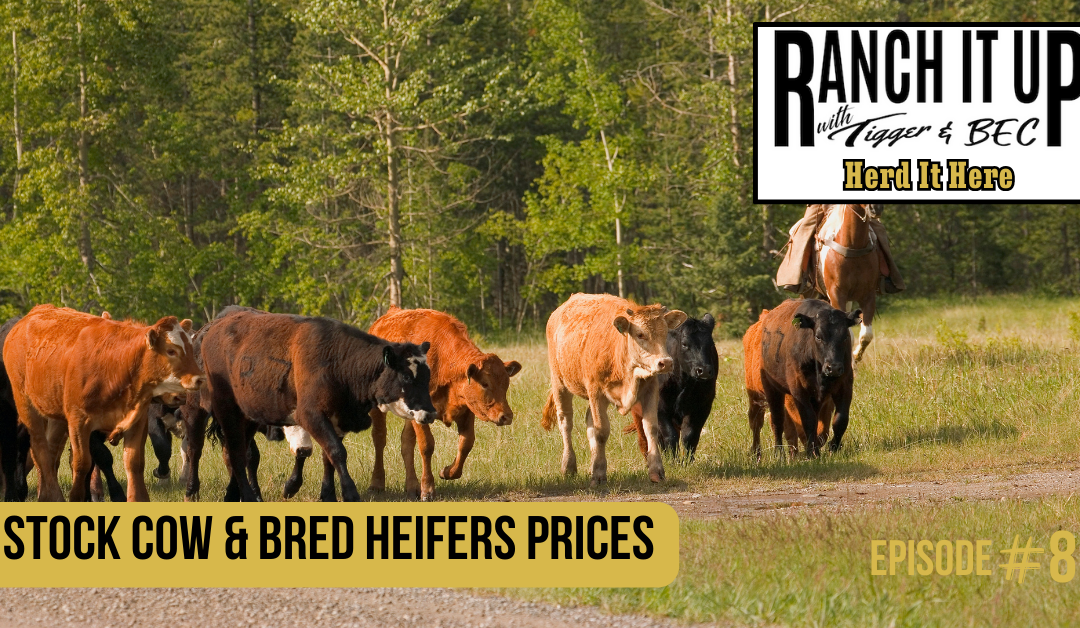 Stock Cow & Bred Heifers Prices