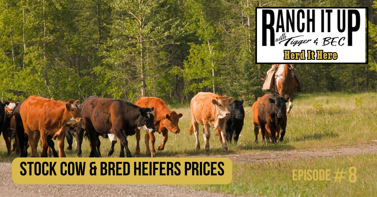 Ranch It Up Herd It Here Weekly Report - Stock Cow & Bred Heifers Prices