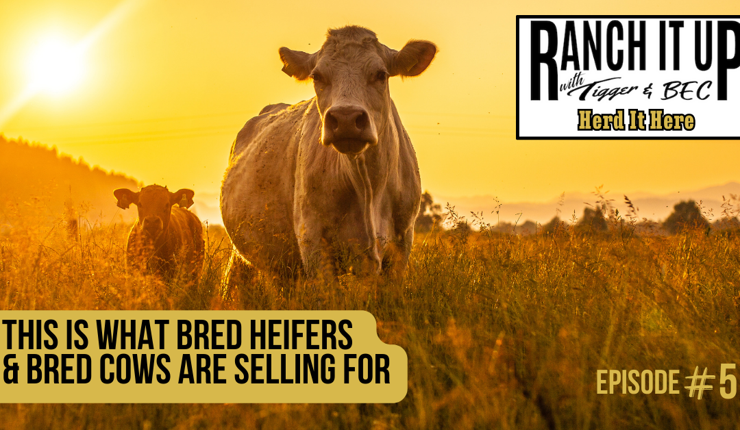 This Is What Bred Heifers & Bred Cows Are Selling For