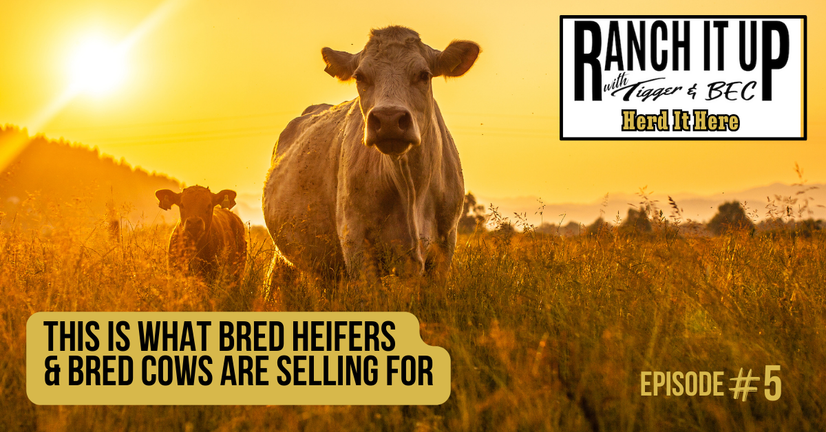 Ranch It Up Herd It Here Weekly Report - This Is What Bred Heifers & Bred Cows Are Selling For