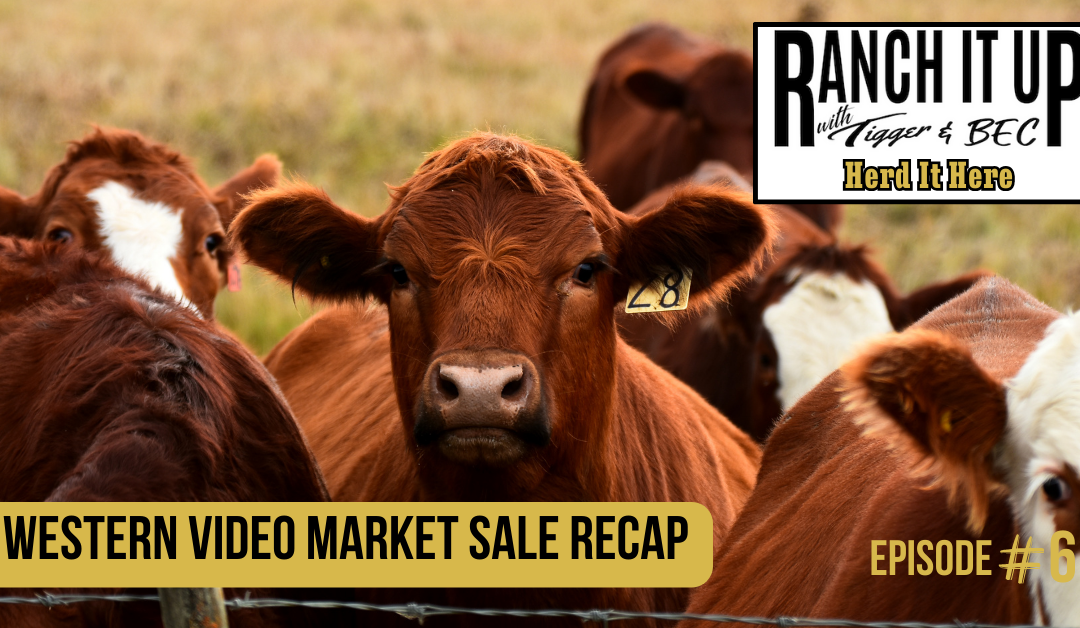 Western Video Market Sale Recap