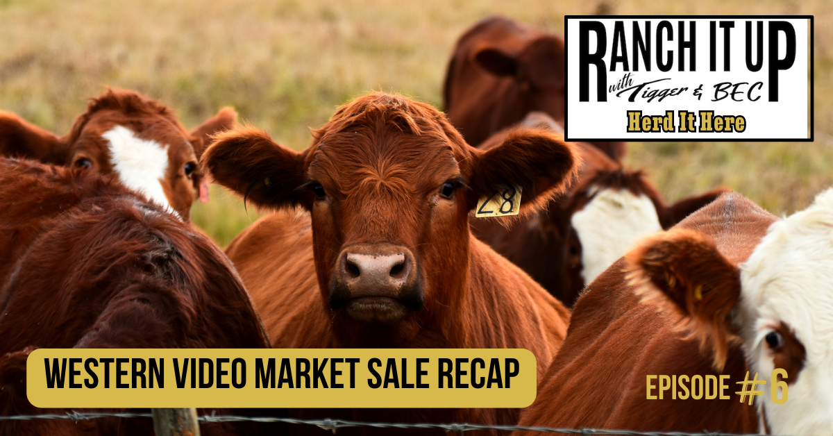 Ranch It Up Herd It Here Weekly Report - Western Video Market Sale Recap