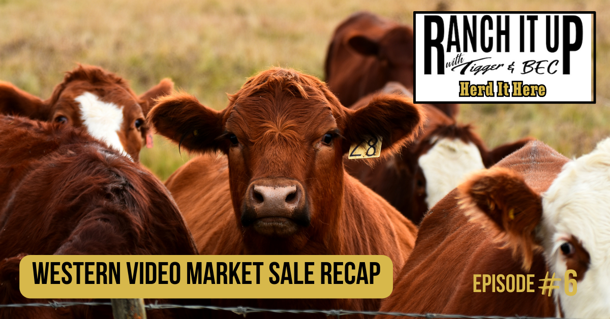 Western Video Market Sale Recap