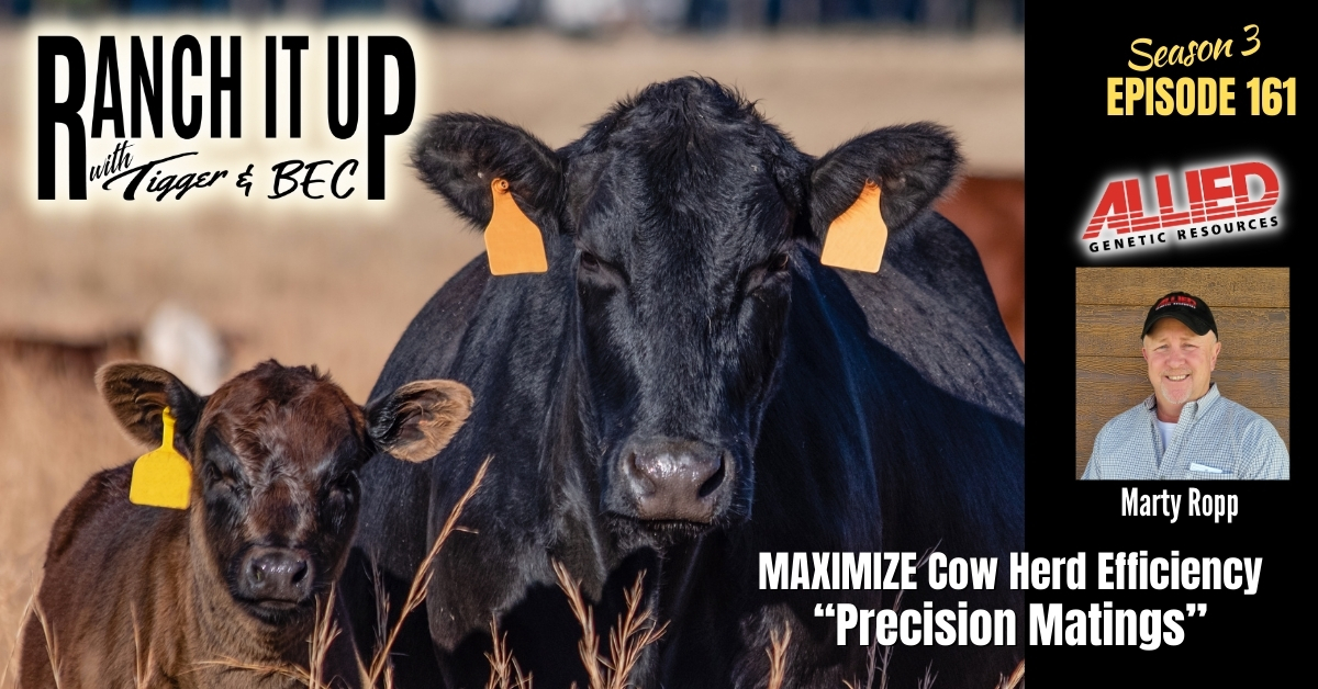 This Is How To Make The Cow Herd More Profitable & Efficient