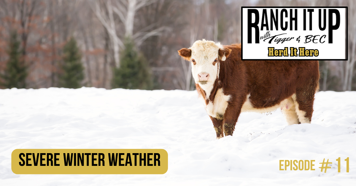 Ranch It Up Herd It Here Weekly Report -Severe Winter Weather