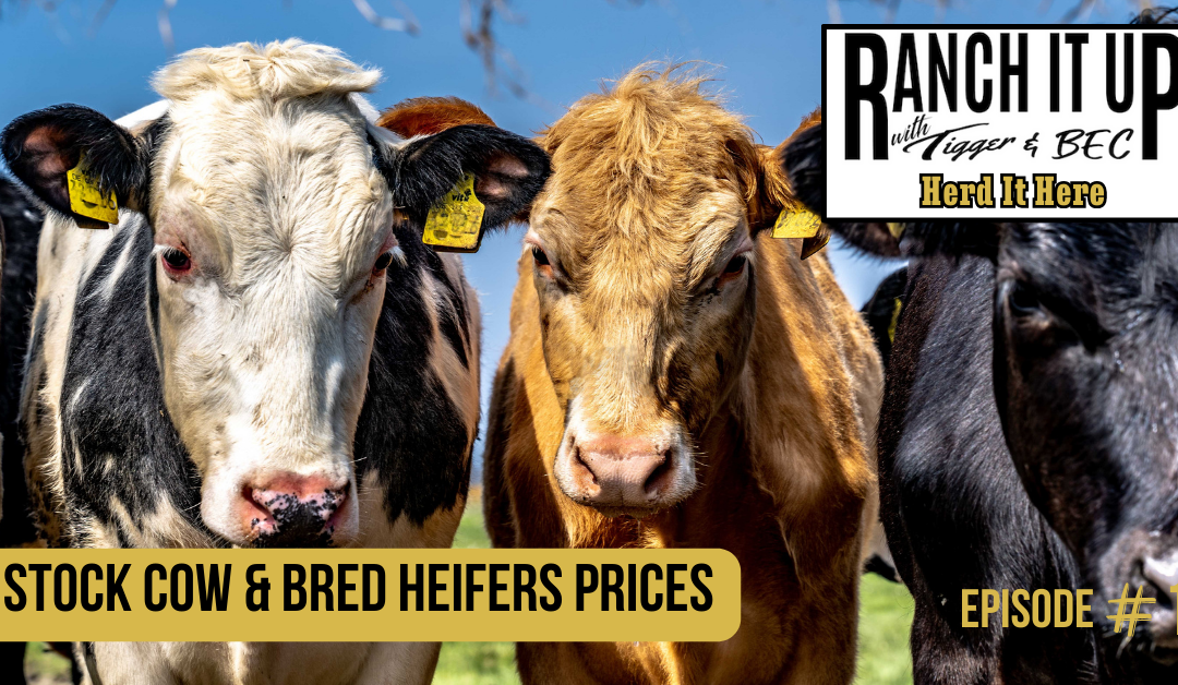 Stock Cow & Bred Heifers Prices