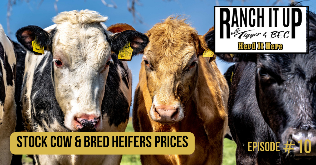 Stock Cow & Bred Heifers Prices