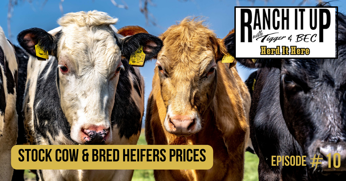 Ranch It Up Herd It Here Weekly Report -Stock Cow & Bred Heifers Prices