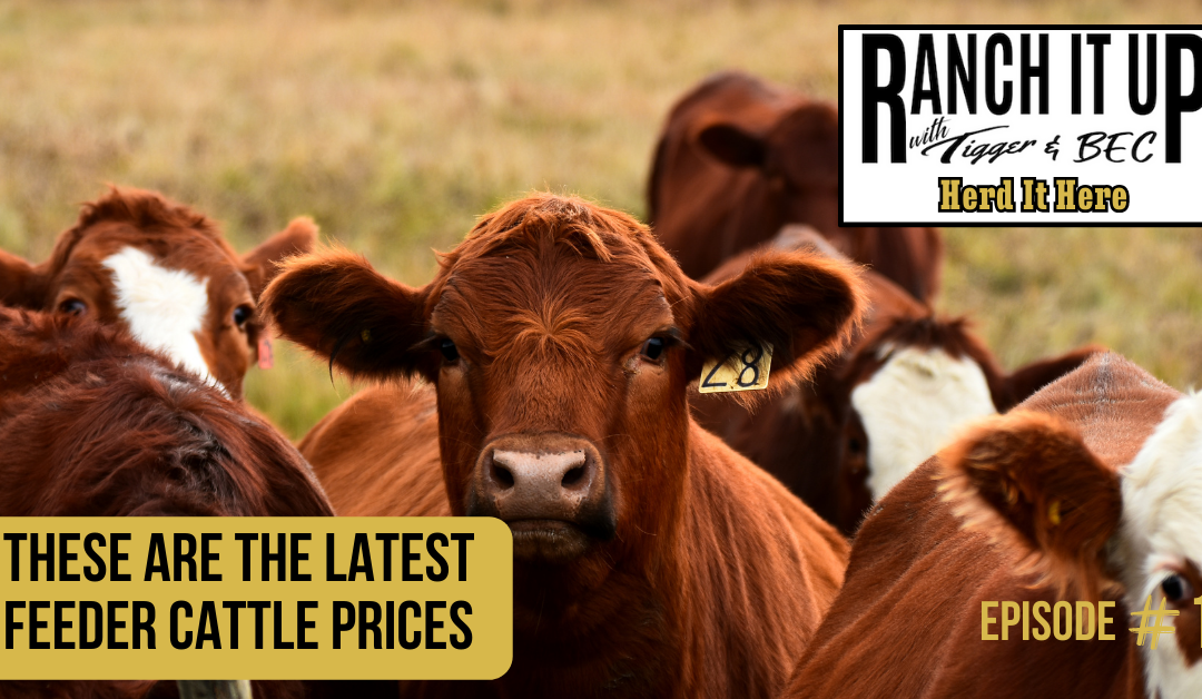 These Are The Latest Feeder Cattle Prices